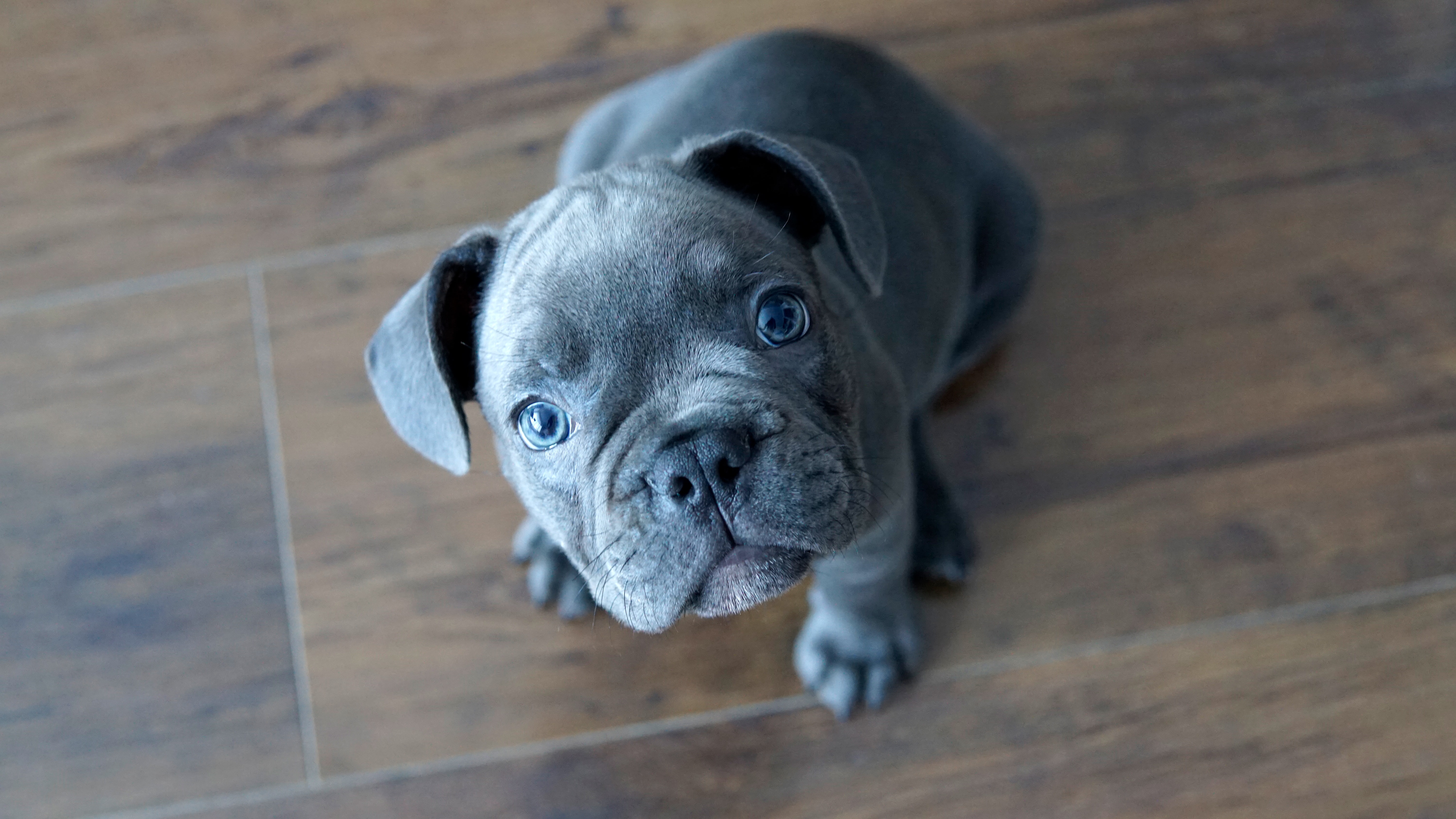 Blue deals bulldog puppies